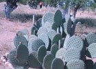 IMG 4109