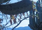 IMG 4111