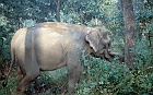 1999 Nepal 06 19