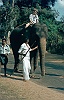 1982 SriLanka 2 48  Christians første elefantridt