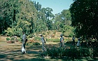 1982 SriLanka 7 33  Peradniya botaniske have