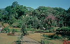 1982 SriLanka 7 34  Peradniya botaniske have