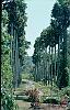 1982 SriLanka 7 35  Peradniya botaniske have