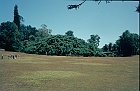 1982 SriLanka 7 48  Peradniya botaniske have stort figentræ