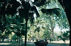 1982 SriLanka 8 02  Peradniya botaniske have