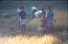 1982 SriLanka 8A 06  Rishøst