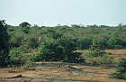1982 SriLanka 11 28  På safari
