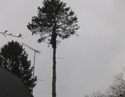 IMG 4890
