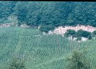 Mosel 1981 05 19