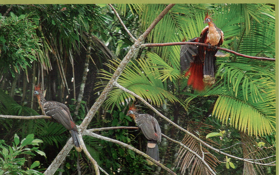 Amazonas_1 Amazonas_1