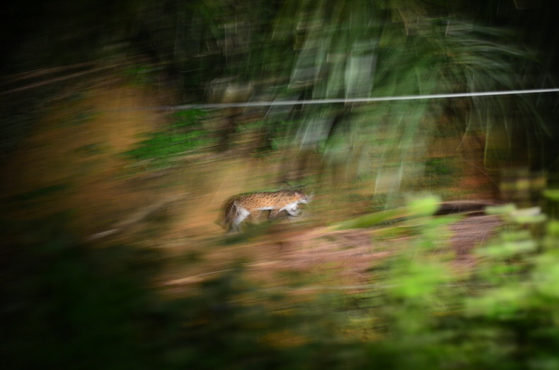DSC_8321rz DSC_8321rz