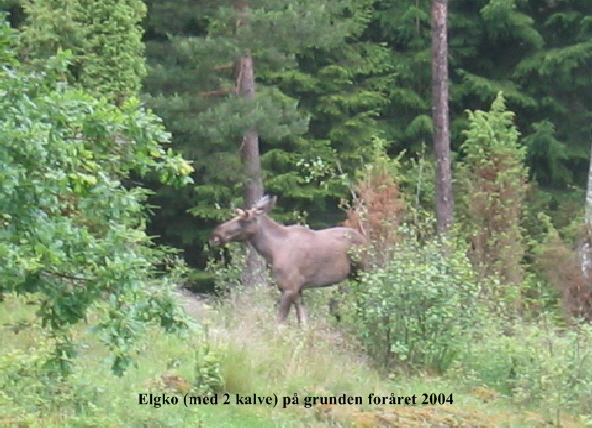 elge2004rz02 elge2004rz02