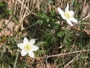 Anemone /Vitsippa 