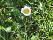 Bellis