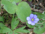 Bl anemone /Blsippa