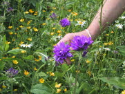 Ngleblomstret klokkeblomst /Toppklocka