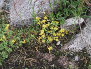 Bidende stenurt /Gul fettknopp