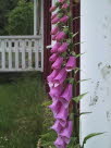 Fingerbl /Fingerborgsblomma