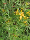 Perikum