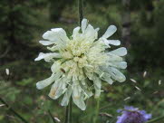 Blhat (albino)