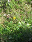 Guldblomme /sltergubbe