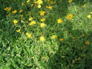 Guldblomme /sltergubbe