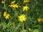 Guldblomme /sltergubbe