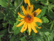 Guldblomme /Sltergubbe