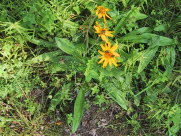 Guldblomme /Sltergubbe
