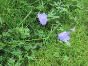 Liden klokkeblomst /Blklocka