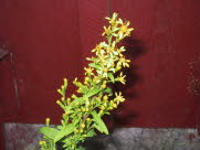 Alm.gyldenris /Gullris