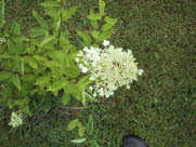Syrenhortensia?
