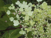 Syrenhortensia?