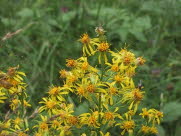 Alm. gyldenris / Gulris