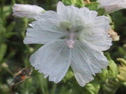 Katost