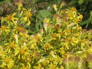 Alm gyldenris