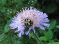 Humlebagge (36)