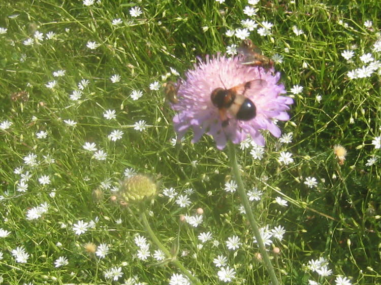 Blomfluga (Volucella) 57