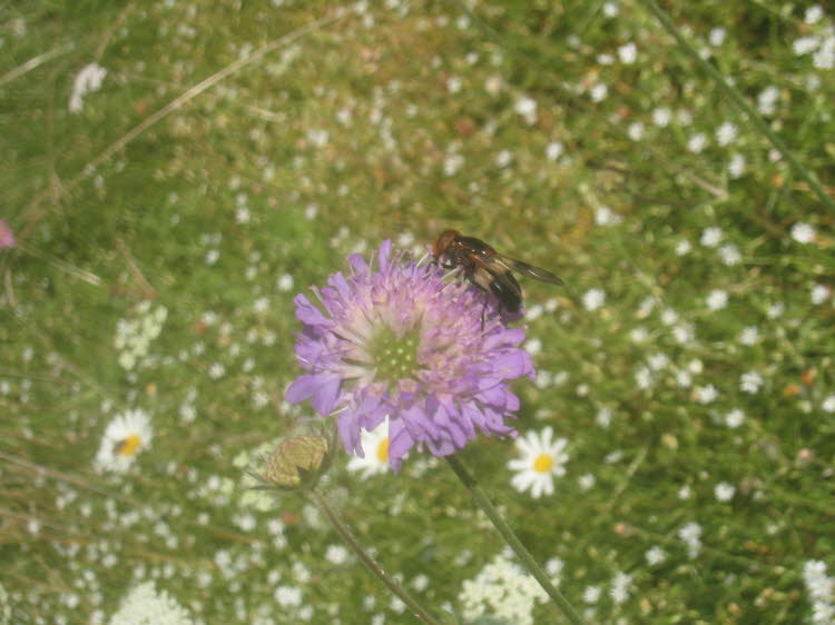 Blomfluga (Volucella) 57