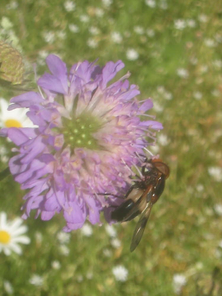 Blomfluga (Volucella) 57