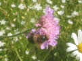 Blomfluga (Volucella) 57