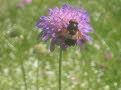 Blomfluga (Volucella) 57