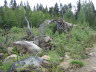 Rådyr