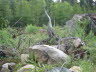 Rådyr