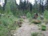 Rådyr