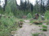 Rådyr