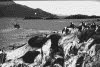 Sæler i Beagle Strait