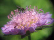 acd17B
