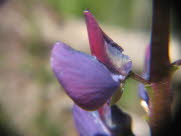 acd17C