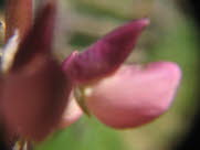acd17D